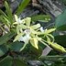 chacoorquideas
