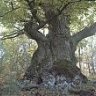 Carbayona
