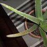 lupilla