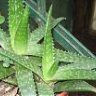 NikaAloe