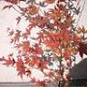 Glyptostroboides