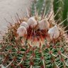 cactulina
