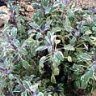 Salvia2011