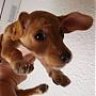 Perritopiloto