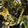 Calocedrus