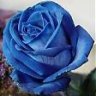 Rosa A.