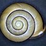 nemoralis