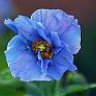meconopsis