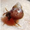 Osilinus