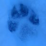 Canis