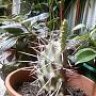 Opuntia_05