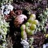 monanthes