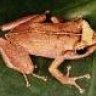 coqui