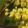 Myrtille
