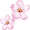 sakura79