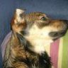 Xanth