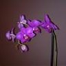 flordeazahar