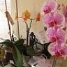 liliross