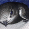 aivanu