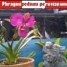 phragper