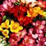 fresias_azahar