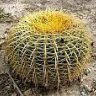 Jose Cactus