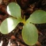 cinnamonia
