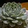 Eddy Elegans