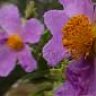 suflor