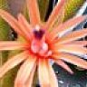 flor de cactus