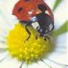 mariflower85