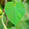 GreenHeart