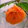 Me_gustan_las_flores