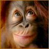 haydee