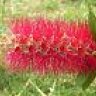 Liquidambar