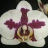 Orquisuco