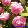 El_Jardín_de_la_Alegría