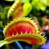 carnivorous