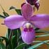 Carlos Orchid
