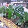 salvador_001