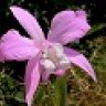 Laelia_speciosa_mx