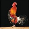 raul2012