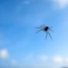 bugs