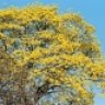 TABEBUIA