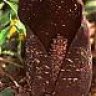 dracontium