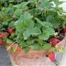 Agro-Jardinería Ecológica