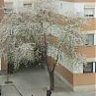 Jacinto de Sevilla