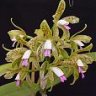 botanicaweb