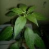 mexican_chile