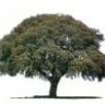 Quercus Ilex..